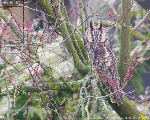 Image of Long Eared Owl (Asio otus) 