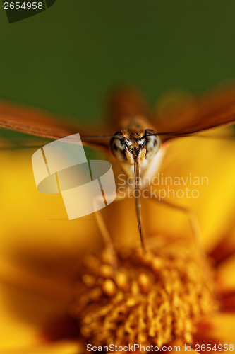 Image of Orange butterfly