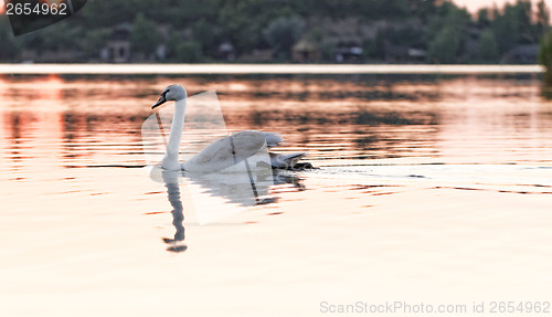 Image of Lonely swan