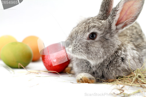 Image of Gray rabbit