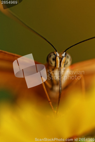 Image of Orange butterfly