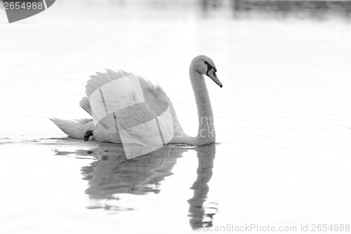 Image of Lonely swan