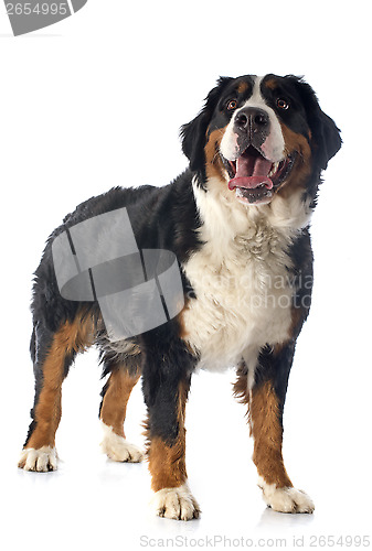 Image of bernese moutain dog