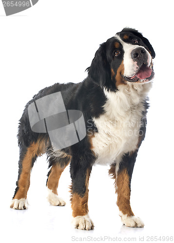 Image of bernese moutain dog