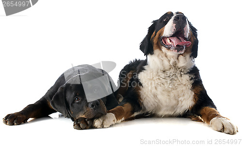 Image of bernese moutain dog and rottweiler