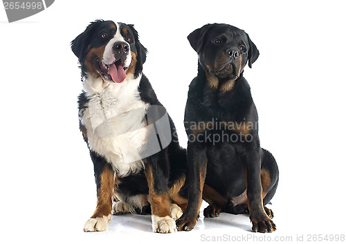 Image of bernese moutain dog and rottweiler