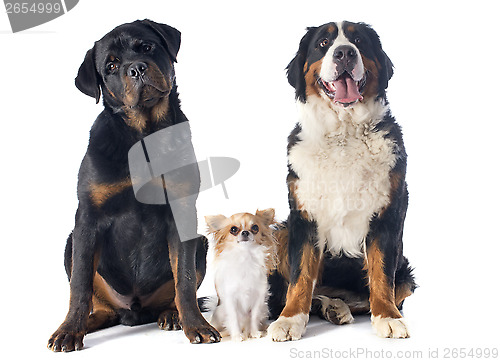 Image of three dogs