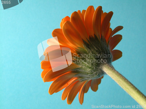 Image of gerbera