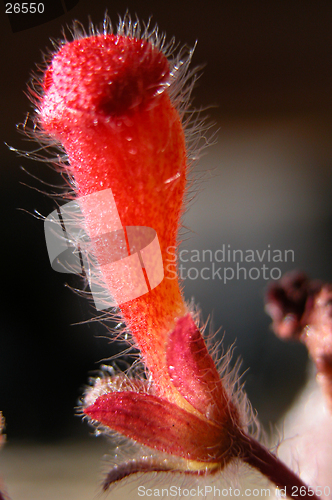 Image of red flower