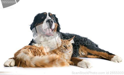 Image of bernese moutain dog and cat