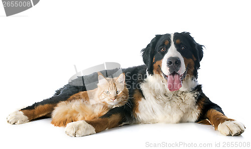 Image of bernese moutain dog and cat