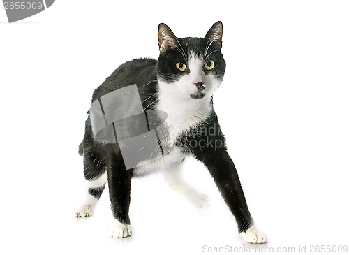 Image of black and white cat