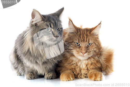 Image of maine coon cats