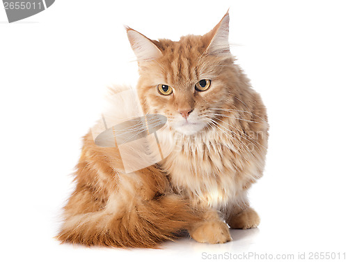 Image of maine coon cat