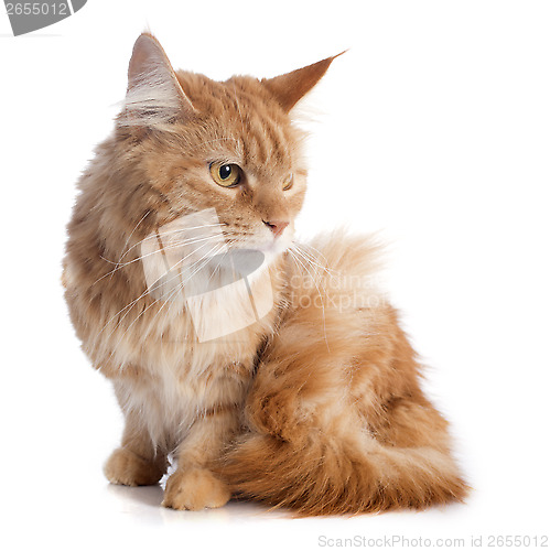 Image of maine coon cat