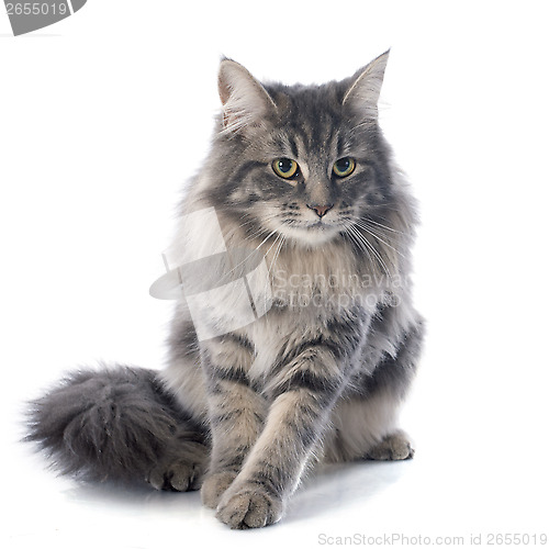 Image of maine coon cat