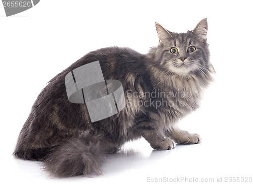 Image of maine coon cat