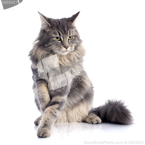 Image of maine coon cat