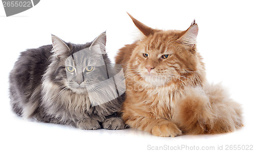 Image of maine coon cats