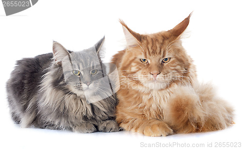 Image of maine coon cats