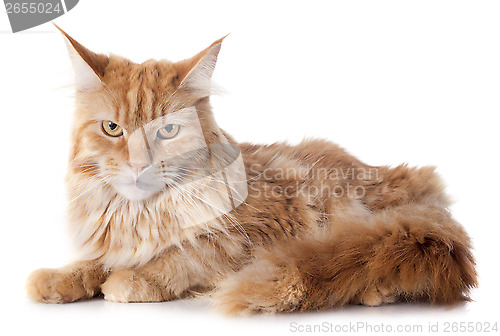 Image of maine coon cat