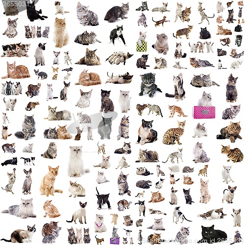 Image of group of cats