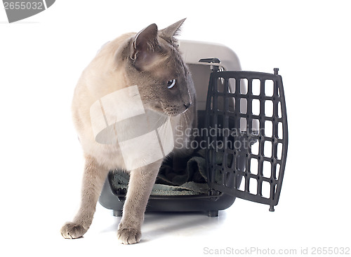 Image of cat in kennel