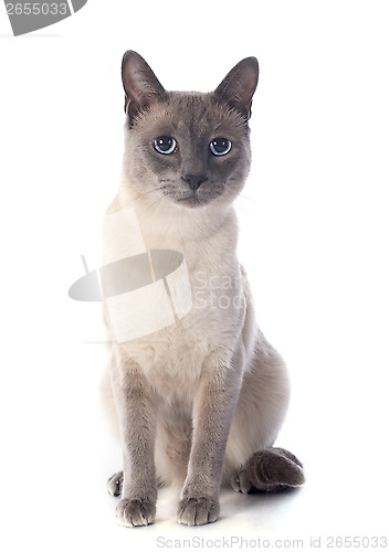 Image of Siamese Cat