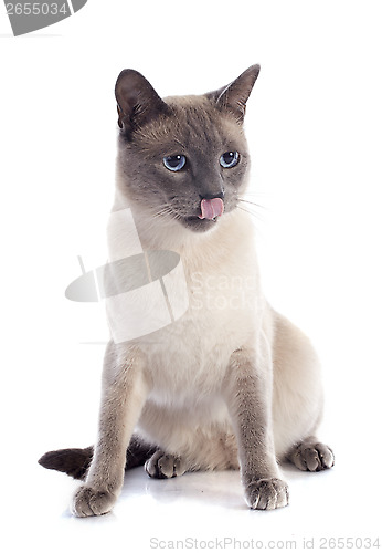 Image of Siamese Cat