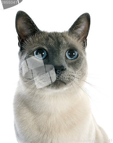 Image of Siamese Cat