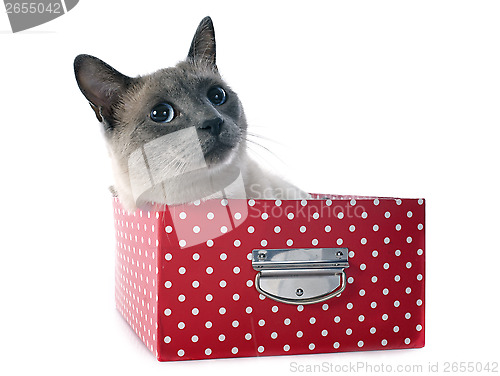 Image of Siamese Cat in box