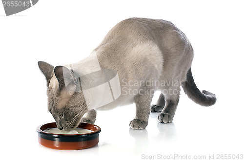 Image of drinking Siamese Cat