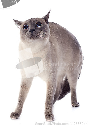 Image of Siamese Cat