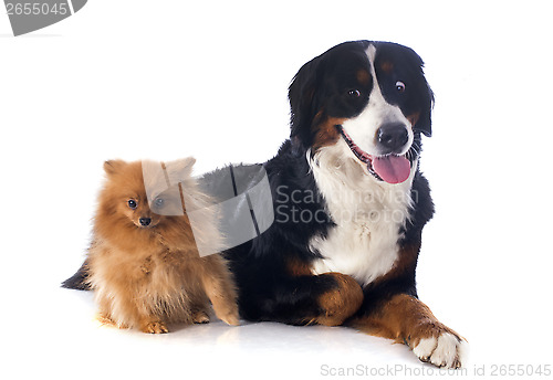 Image of bernese moutain dog and spitz