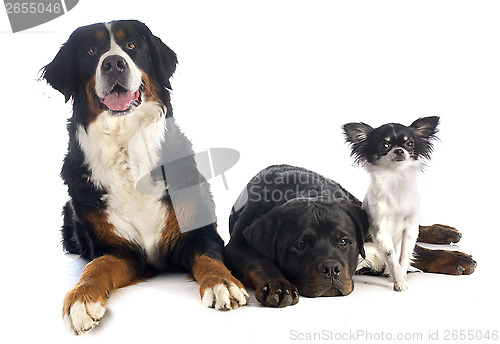 Image of three dogs