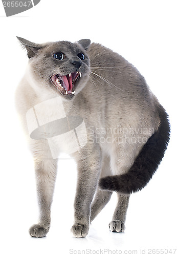 Image of Siamese Cat