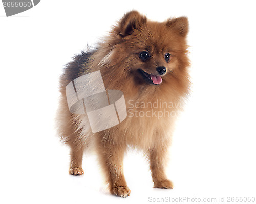 Image of pomeranian spitz