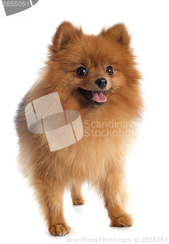 Image of pomeranian spitz