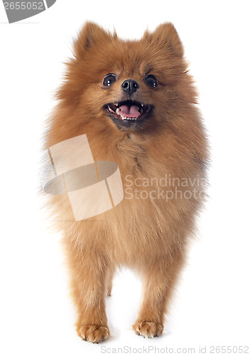 Image of pomeranian spitz