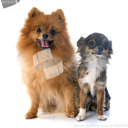Image of pomeranian spitz and chihuahua