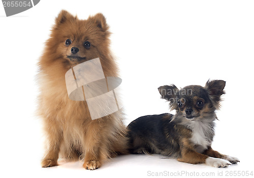 Image of pomeranian spitz and chihuahua