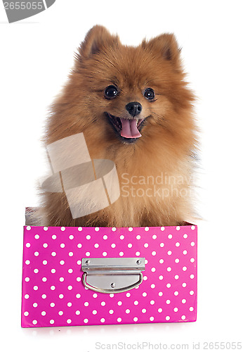 Image of pomeranian spitz