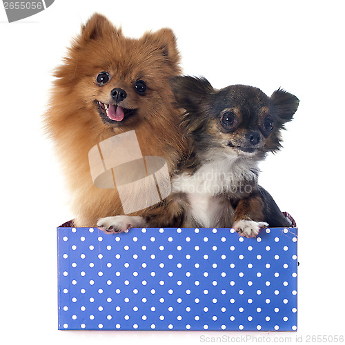 Image of pomeranian spitz and chihuahua