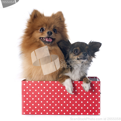 Image of pomeranian spitz and chihuahua