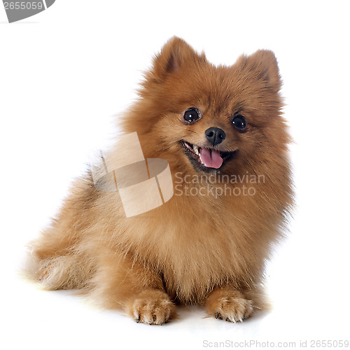 Image of pomeranian spitz