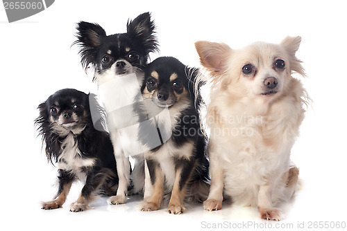 Image of four chihuahuas