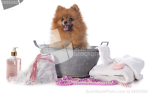 Image of washing spitz