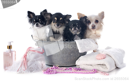 Image of washing chihuahuas