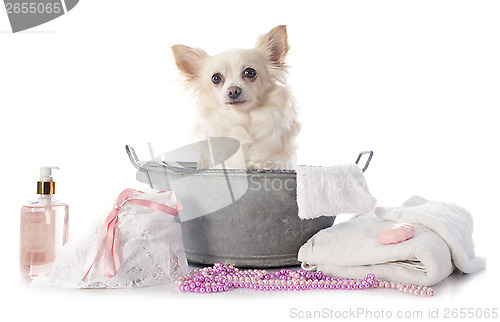 Image of washing chihuahua