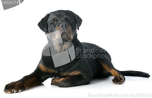 Image of young rottweiler
